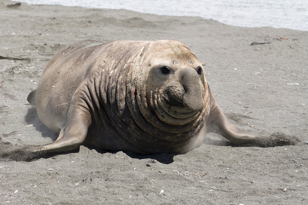 Elephant seal.20081113_3981.jpg - Southern Elephant Seal (Mirounga leonine), South Gerogia November 2008